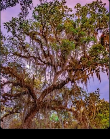 Live oaks at golden hour